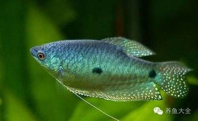 紅金龍魚要喂什么東西：龍魚金龍魚紅龍魚喂食方法，科學(xué)喂養(yǎng)，助力龍魚健康成長(zhǎng)