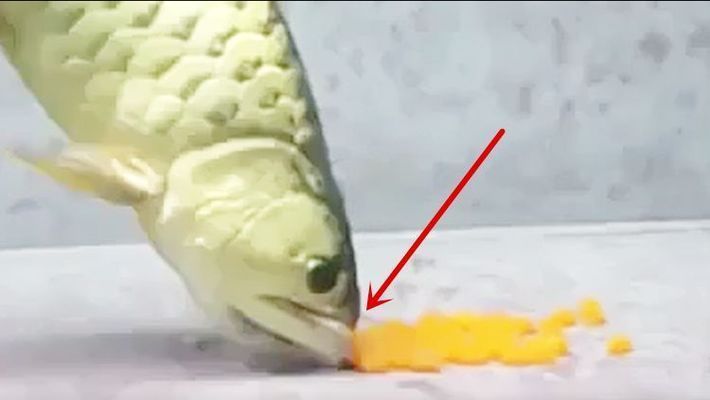 紅金龍魚生孩子怎么從嘴里出來