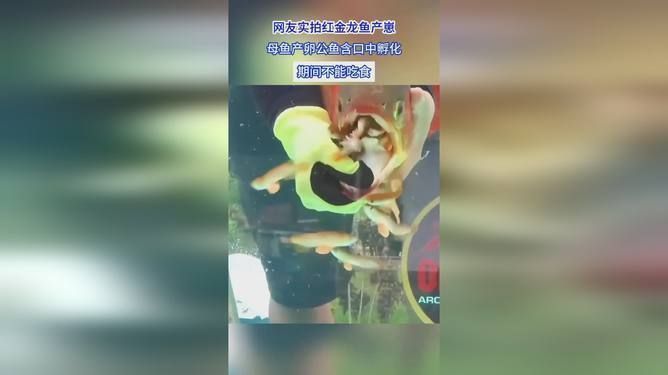 紅金龍魚生孩子怎么從嘴里出來 龍魚百科 第6張 紅金龍魚生孩子怎么從嘴里出來 紅金龍魚生孩子怎么從嘴里出來 龍魚百科 第6張
