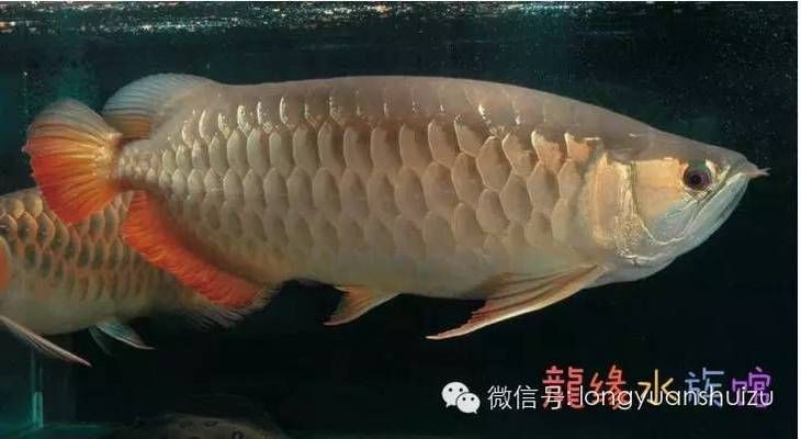 龍魚(yú)分類(lèi)，龍魚(yú)的分類(lèi)多種多樣，龍魚(yú)養(yǎng)殖技巧，