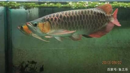 龍魚2條混養（如何判斷龍魚是否適合混養）