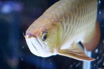 龍魚哪個國家多，龍魚原產地主要分布在亞洲、美洲和澳洲的不同國家和地區