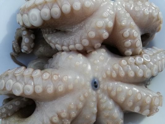 李亞四龍魚的價格未來走勢如何，亞亞四龍魚的價格未來走勢如何？