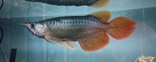 龍魚多少天換一次水比較好，關于龍魚換水頻率的一些建議