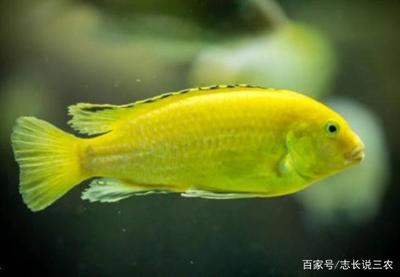 長不大的金龍魚品種有哪些：探秘長不大的金龍魚品種，小巧玲瓏的水下精靈