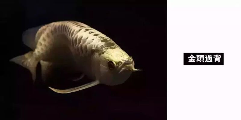 龍魚一族，關于龍魚的介紹