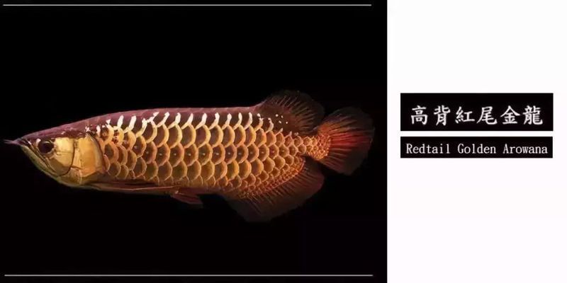龍魚一族，關于龍魚的介紹
