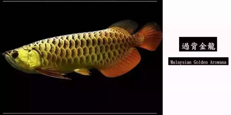 龍魚一族，關于龍魚的介紹