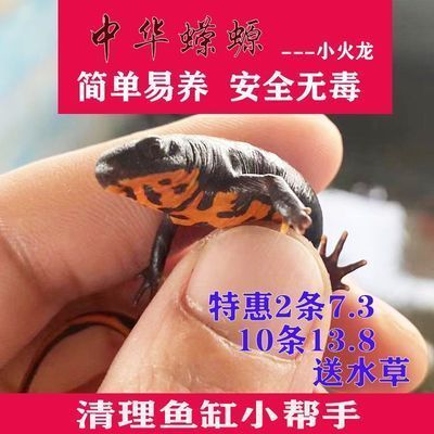 龍魚魚苗哪里批發好，尋找優質的龍魚魚苗進行批發需要考慮多個因素，需要考慮多個因素