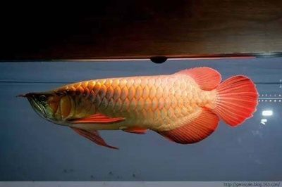 龍魚食量多少克最好：關于龍魚食量的總結