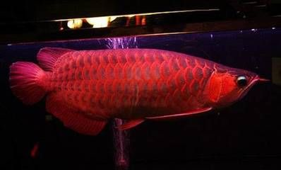 龍魚哪個國家的品種最好，印度尼西亞、馬來西亞、馬來西亞龍魚觀賞價值對比