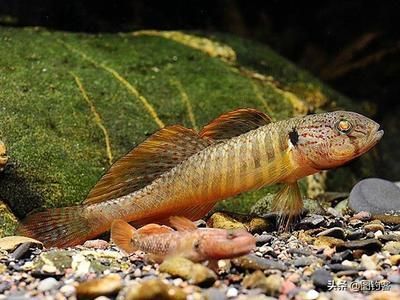 一種觀賞魚類 叫什么龍：彩虹龍怎么養(yǎng)？