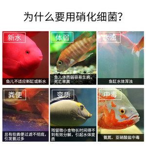 龍魚不適應水質的表現：當龍魚不適應水質時，它們會表現出一系列的癥狀，龍魚呼吸困難