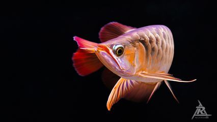 龍魚秒懂百科，龍魚秒懂百科——龍魚的飼養技巧