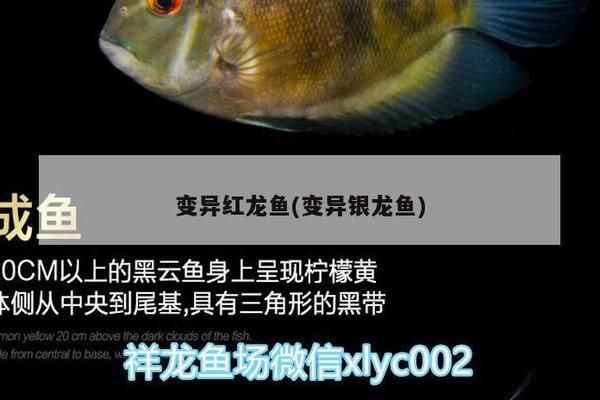 龍魚ph值太高怎么辦，龍魚缸水質ph值過高時，如何監測龍魚缸中的ph值