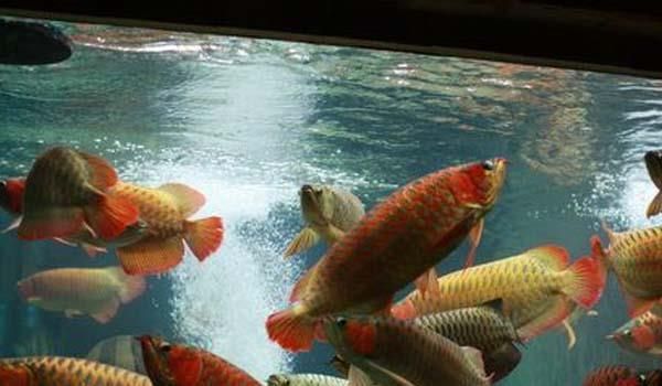 金龍魚與紅龍混養技術一樣嗎，金龍魚與紅龍混養時需要注意以下幾個方面的區別
