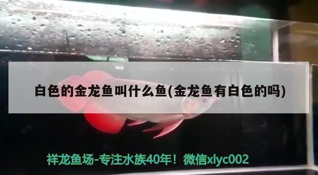 金龍魚與紅龍混養技術一樣嗎,金龍魚與紅龍混養時需要注意以下幾個方面的區別 龍魚百科 第5張 金龍魚與紅龍混養技術一樣嗎,金龍魚與紅龍混養時需要注意以下幾個方面的區別 金龍魚與紅龍混養技術一樣嗎,金龍魚與紅龍混養時需要注意以下幾個方面的區別 龍魚百科 第5張
