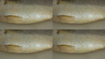 龍魚爛尾巴怎么治療圖片大全：龍魚爛尾巴怎么治療圖片