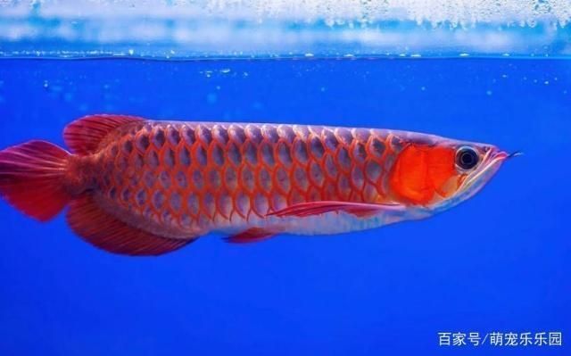 龍魚能活幾年，龍魚壽命受到多種因素的影響