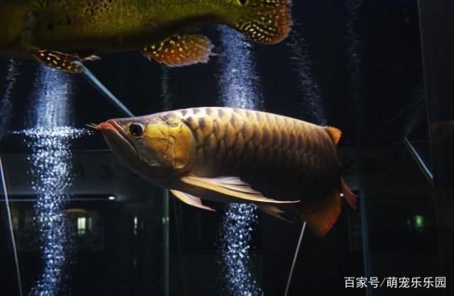 龍魚能活幾年，龍魚壽命受到多種因素的影響
