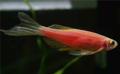 長的像龍魚的小型魚是什么魚(像龍一樣的魚叫什么魚)