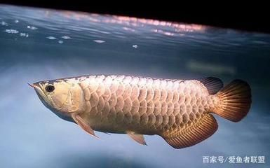 客廳養龍魚有什么講究，客廳養龍魚的風水與養護技巧