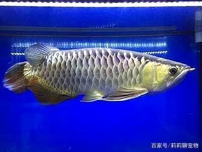 龍魚過背和高背，過背金龍魚和高背金龍魚的區別