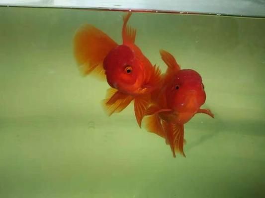 金龍魚怎么繁殖的，金龍魚的繁殖過程包括以下幾個步驟和注意事項