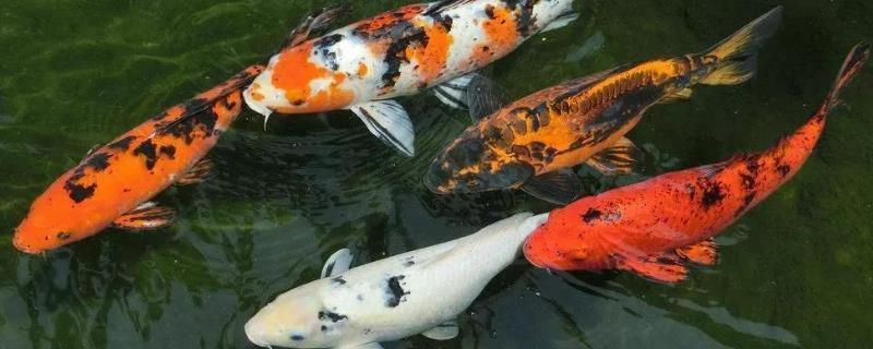 寧波二手魚缸回收電話地址(寧波二手魚缸回收電話地址及電話)