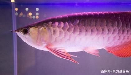金龍魚怎么長得快，如何讓金龍魚的生長速度更快
