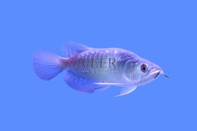 龍魚怎么上色
