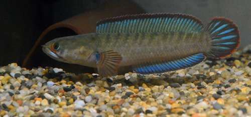 什么雷龍魚好繁殖，雷龍魚繁殖周期多久繁殖雷龍魚性別辨識技巧