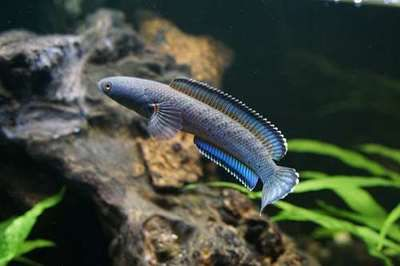 什么雷龍魚好繁殖，雷龍魚繁殖周期多久繁殖雷龍魚性別辨識技巧