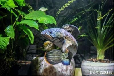 什么雷龍魚好繁殖，雷龍魚繁殖周期多久繁殖雷龍魚性別辨識技巧