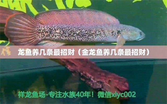 龍魚養幾條最招財呢，龍魚養殖風水禁忌