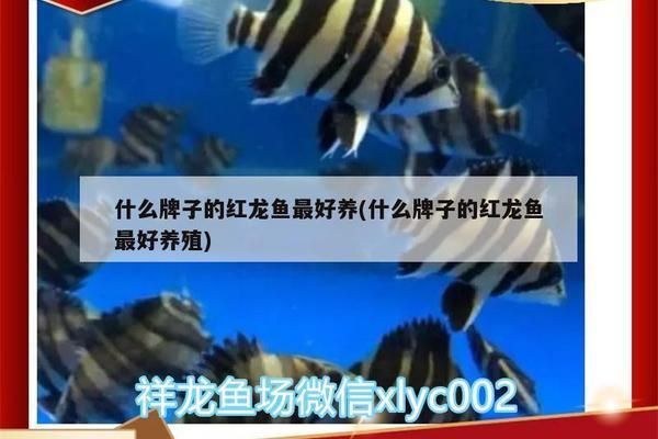 什么牌子的紅龍魚最好，泗水紅龍市場價格超神紅龍飼養技巧橙紅龍與血紅龍區別