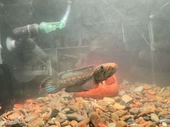 雷龍魚深水養(yǎng)還是淺水，雷龍魚養(yǎng)殖水深的最佳范圍如何監(jiān)測雷龍魚水深對食欲的影響