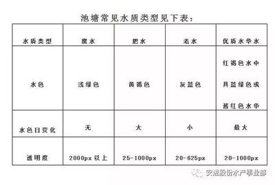 印尼辣椒紅龍魚價格多少：印尼辣椒紅龍魚價格探秘，奢華水族的璀璨明珠