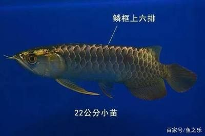 龍魚小苗多少錢一條，龍魚小苗的價格因品種和購買渠道的不同而有所差異