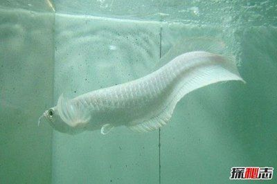 什么是雪龍魚，雪龍魚的市場(chǎng)價(jià)格如何