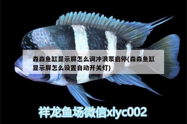 森森魚缸顯示屏怎么設置自動開關燈（如何校準魚缸顯示屏時間魚缸顯示屏時間魚缸自動開關燈節能嗎）