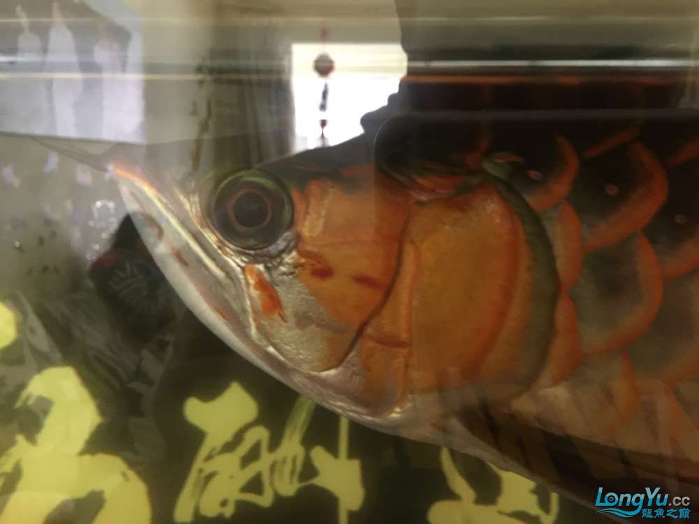 求助紅龍還有沒有發展
