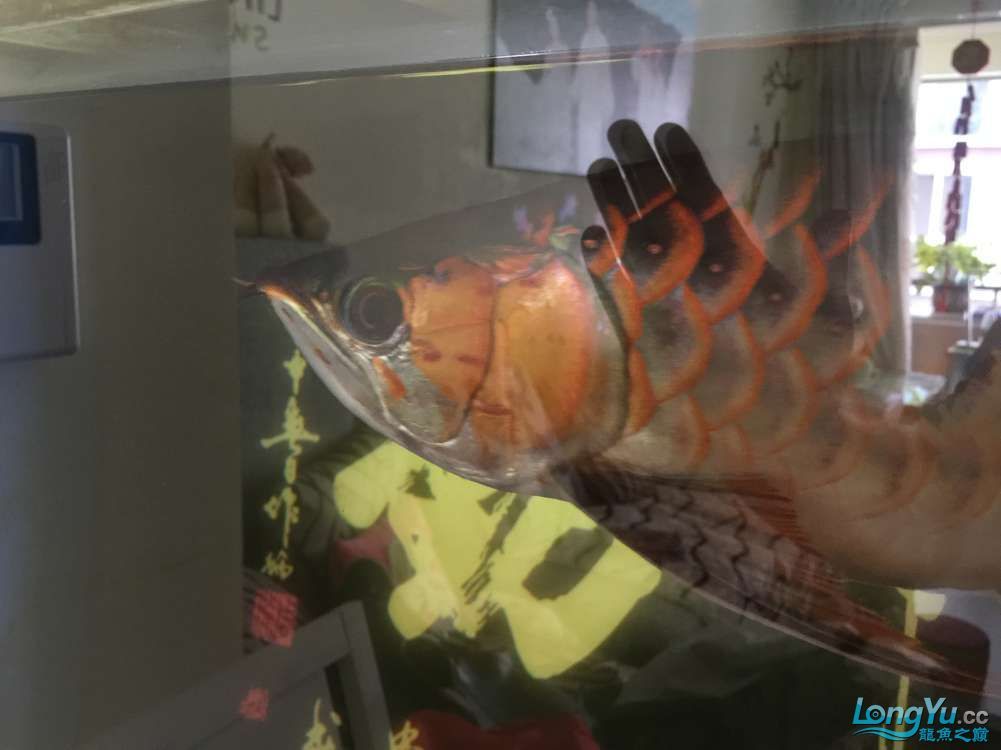 求助紅龍還有沒有發展