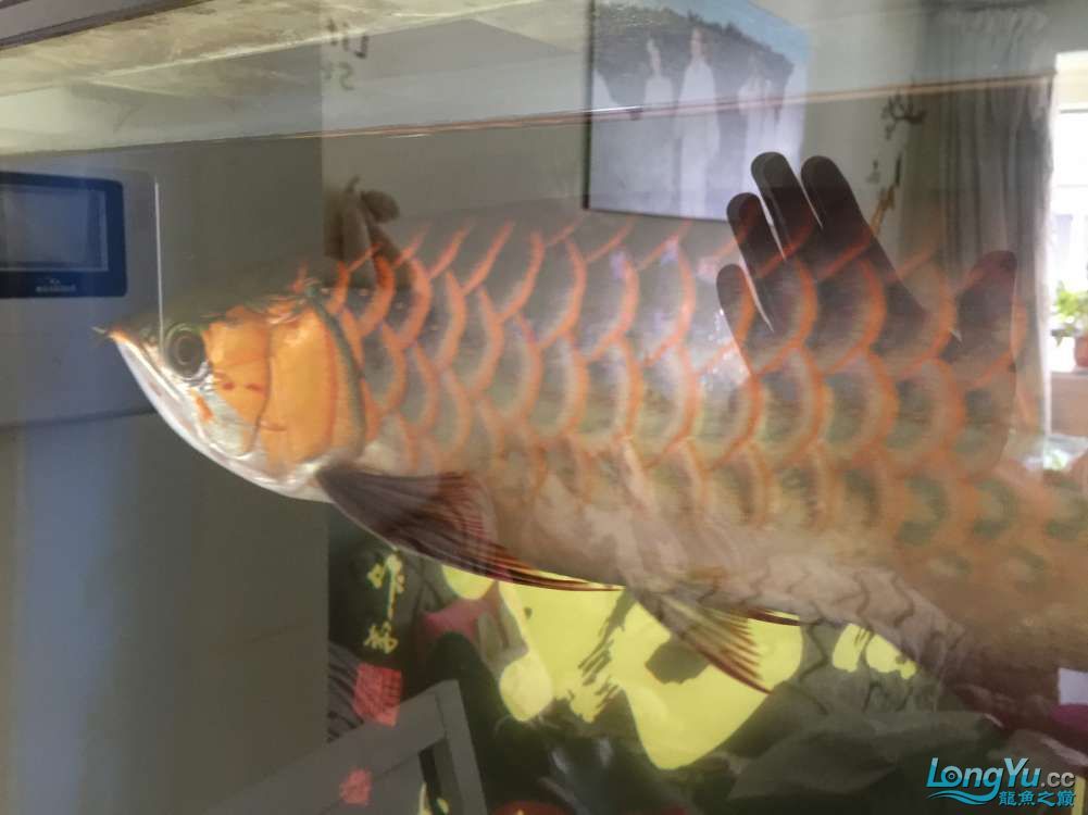 求助紅龍還有沒有發展
