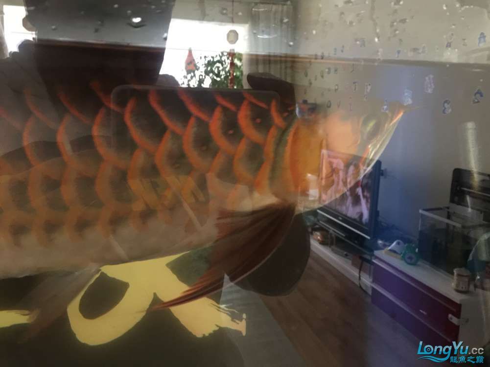 求助紅龍還有沒有發展 龍魚百科 第4張 求助紅龍還有沒有發展 求助紅龍還有沒有發展 龍魚百科 第4張