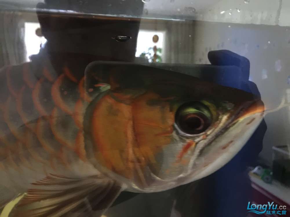 求助紅龍還有沒有發展 龍魚百科 第5張 求助紅龍還有沒有發展 求助紅龍還有沒有發展 龍魚百科 第5張