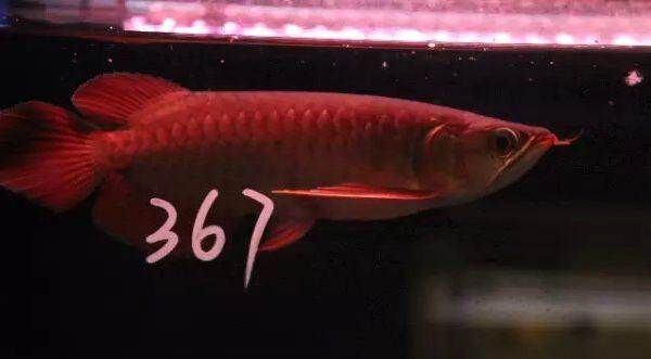 求助紅龍還有沒有發展 龍魚百科 第7張 求助紅龍還有沒有發展 求助紅龍還有沒有發展 龍魚百科 第7張