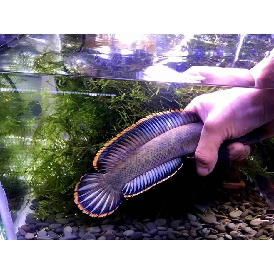 冷水雷龍魚品種價格大全，冷水雷龍魚價格趨勢分析雷龍魚市場價格趨勢分析