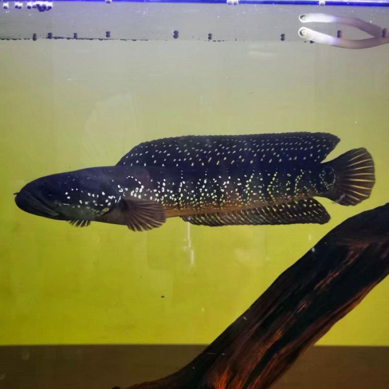 冷水雷龍魚品種價格大全，冷水雷龍魚價格趨勢分析雷龍魚市場價格趨勢分析
