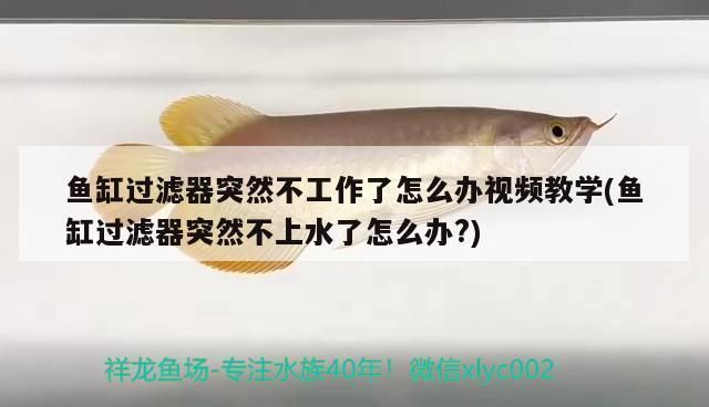 魚缸過濾器突然不上水了怎么辦？，如何正確維護魚缸過濾器魚缸過濾器選型指南